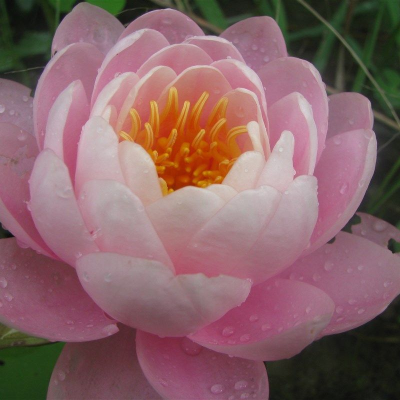 粉牡丹 粉色中型睡莲种茎根块水生花卉庭院种 湖南美丽莲花园老杨