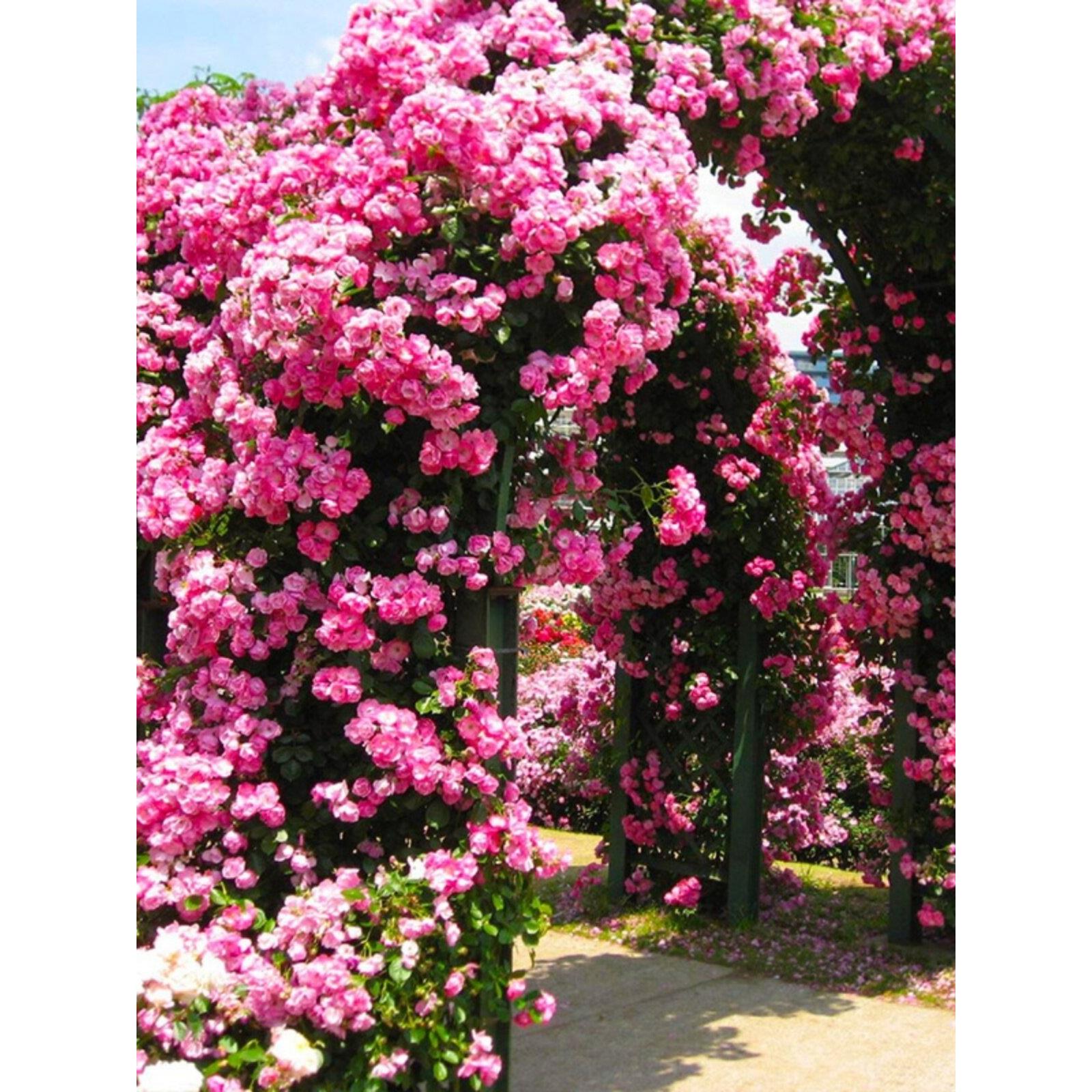 浓香藤本月季花苗拱门多季开花植物室外庭院别墅花墙特大爬藤蔷薇