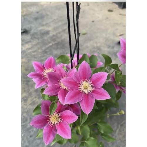 铁线莲新品系列志愿者大苗