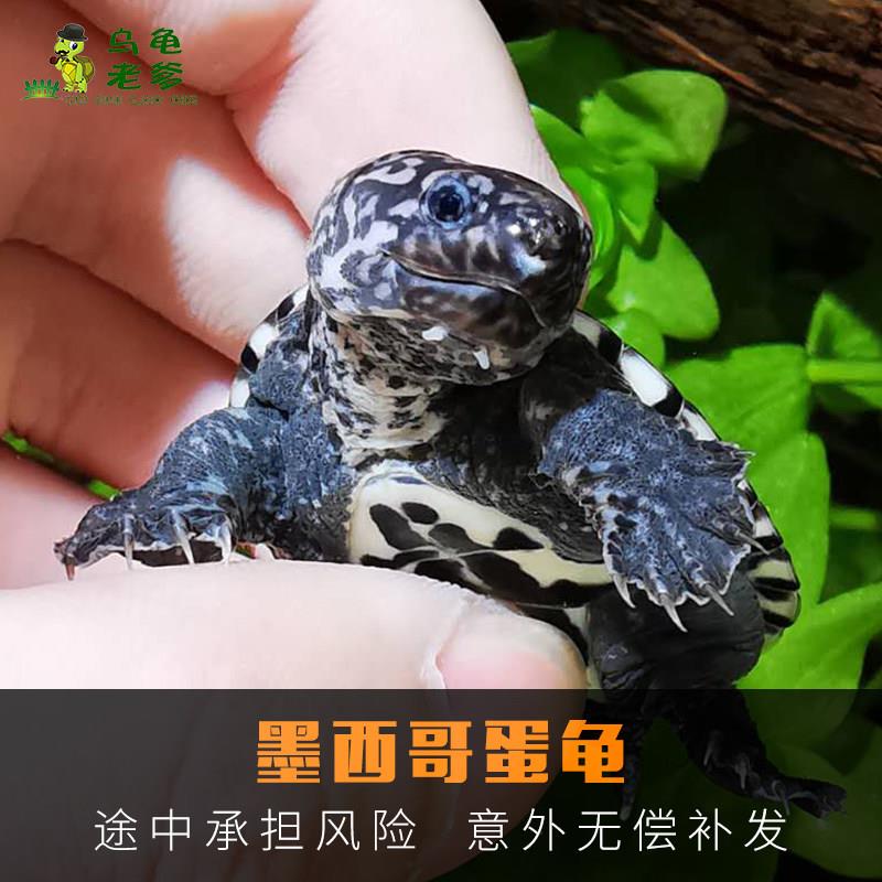 2026新货墨西哥蛋龟宠物龟活体小乌龟热带宠物小龟乌龟活体
