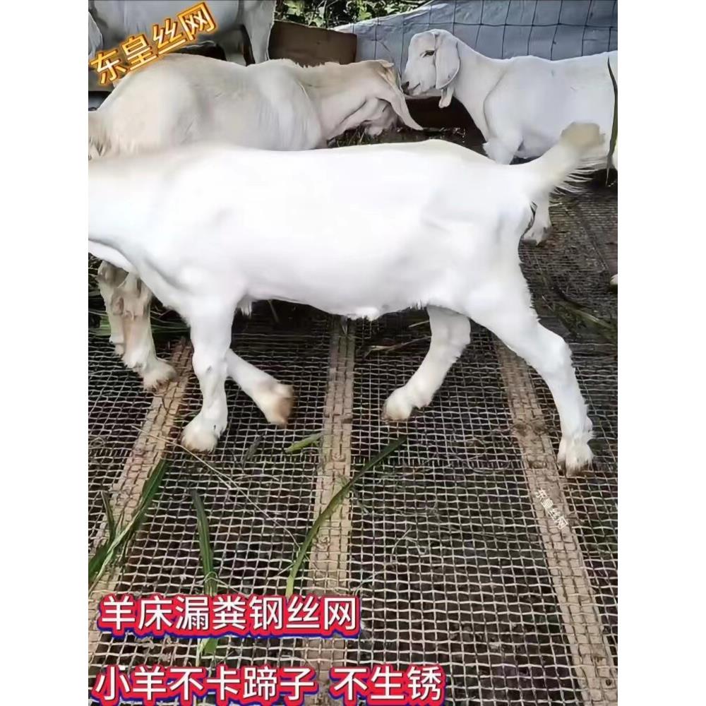 热镀锌钢丝网羊床漏粪网羊床网养殖漏粪网编织网围栏网加粗防护网