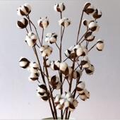棉花花束 多头棉花枝 拍摄道具棉花干花头 8头天然棉花干花 干花
