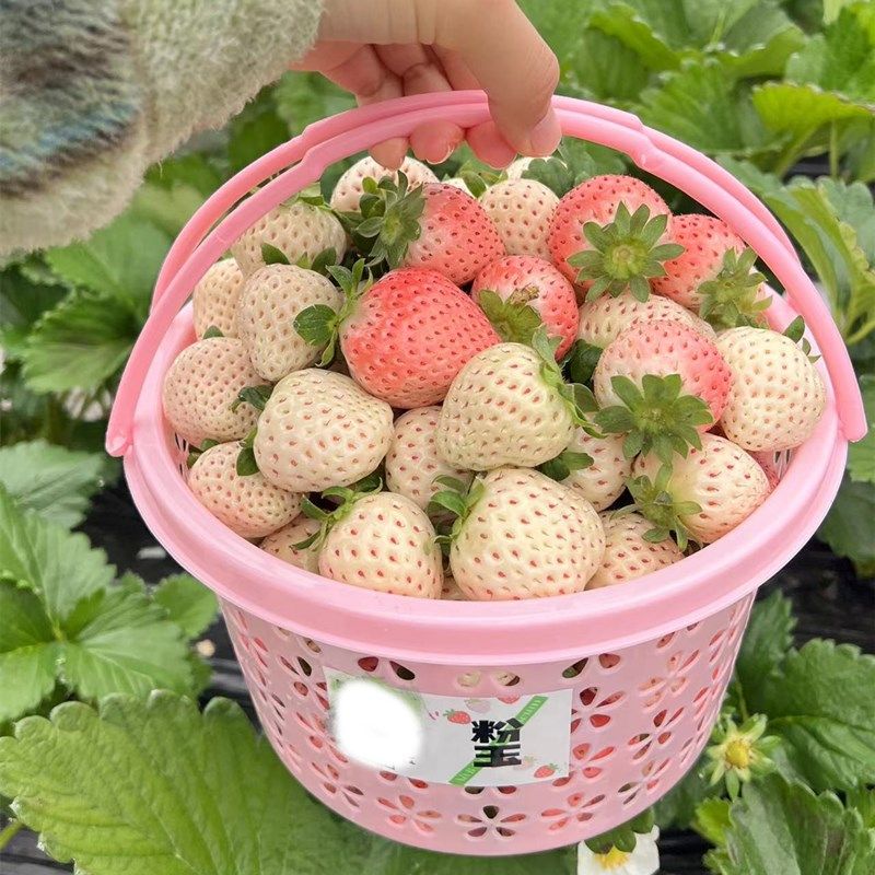 草莓篮1234斤装樱桃篮杨梅篮蓝莓鸡蛋蓝子圆蓝手提水果篮 小篮子,商业/办公家具,蔬菜篮/水果篮,淘宝优惠券,粉丝福利购,淘宝优惠卷