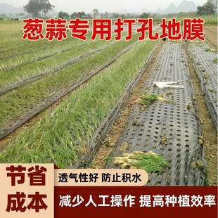 打孔黑地膜除草保温保墒草莓葱蒜药材羊肚菌种植有孔种菜塑料薄膜