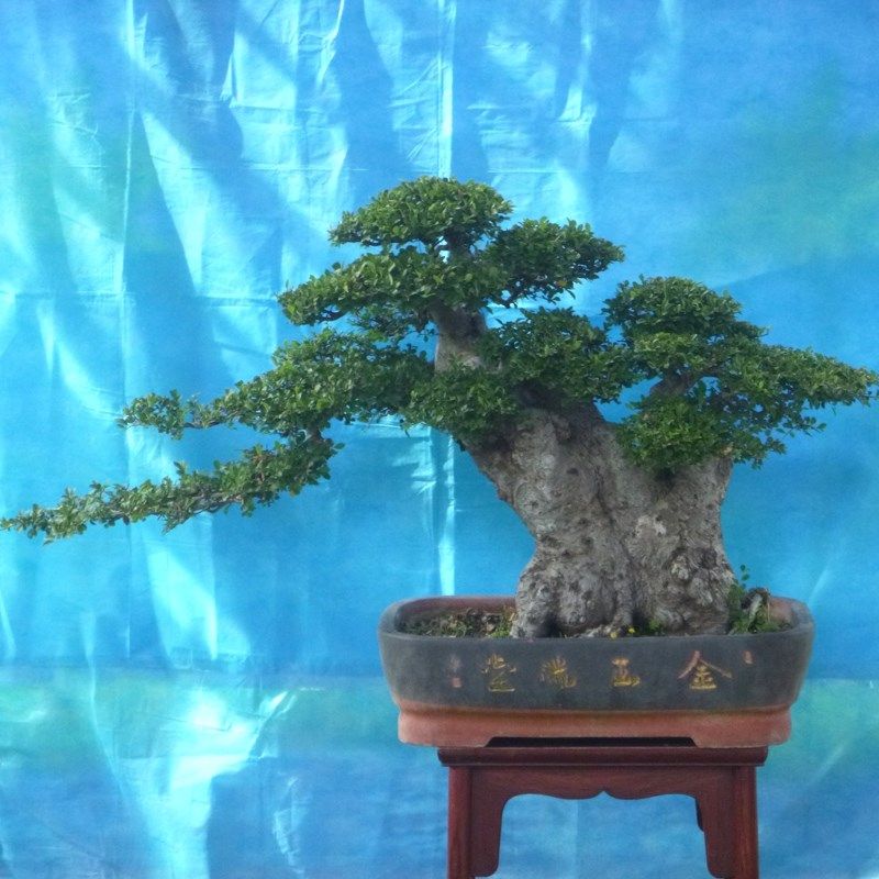 中大型小叶榆树盆景树桩实物一物一拍 庭院榔榆老桩,鲜花速递/花卉仿真/绿植园艺,造型盆景,淘宝优惠券,粉丝福利购,淘宝优惠卷