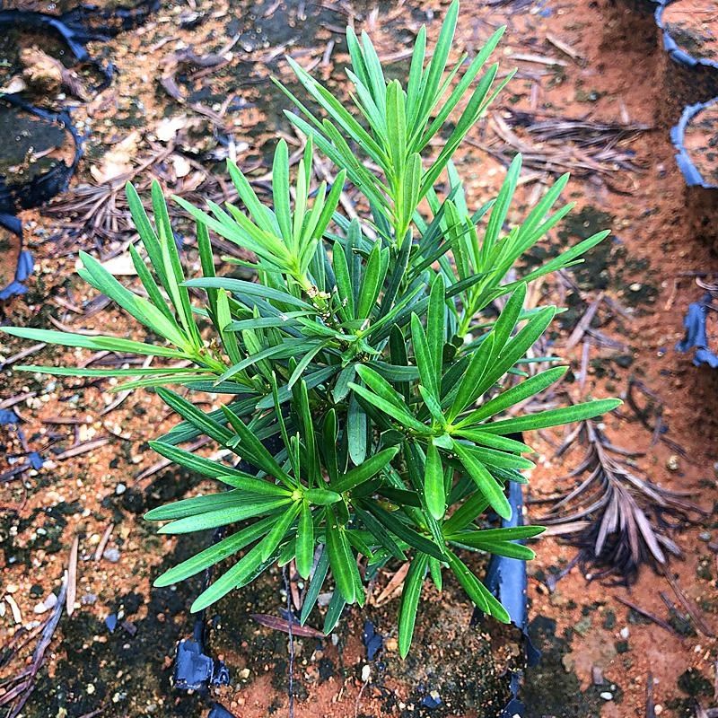小叶雀舌罗汉松绿植天子四季常绿室内庭院小盆栽园艺造型盆景树苗,鲜花速递/花卉仿真/绿植园艺,造型盆景,淘宝优惠券,粉丝福利购,淘宝优惠卷