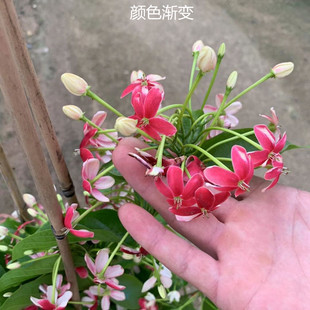 使君子花苗爬藤植物重瓣藤类攀爬花卉室外庭院阳台围墙水君子花苗