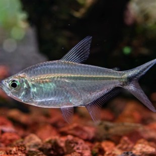 黑尾大勾鱼观赏鱼热带鱼群游鱼小型观赏鱼红绿灯鱼好养耐活淡水鱼