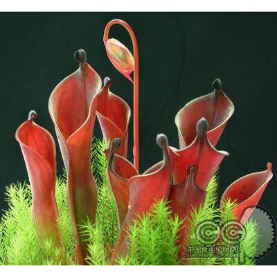 小太阳瓶子草垂花内布利纳山美丽艾俄那泰特小虫草堂食虫植物盆栽