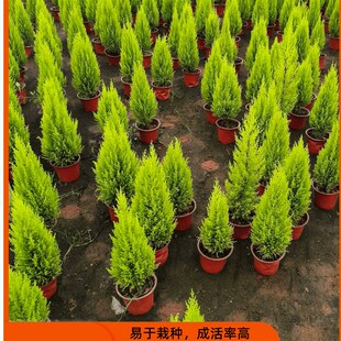 香松盆栽圣诞小松树室内净化空气桌面盆景四季常青绿植自带柠檬香