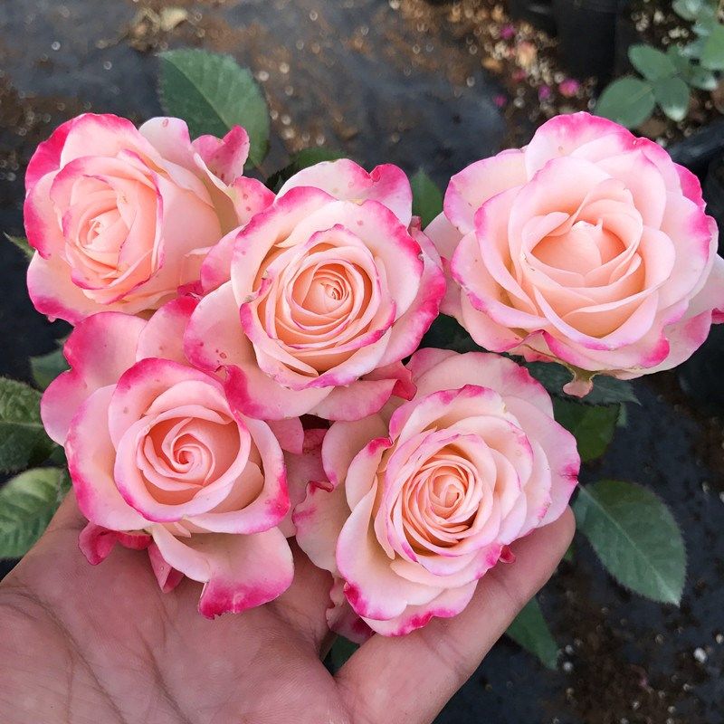 折射泡泡月季花苗四季可盆栽玫瑰开花特大花藤本花树蔷薇爬藤小苗,鲜花速递/花卉仿真/绿植园艺,月季/蔷薇/玫瑰,淘宝优惠券,粉丝福利购,淘宝优惠卷