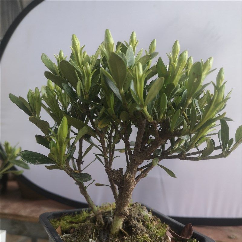 五年喜黛玉栀子花的诗意缱绻  8幽梦逸香
