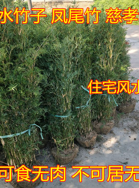 竹子苗 慈孝竹苗孝顺竹 凤尾竹苗米竹苗罗汉竹佛肚竹紫竹庭院竹类