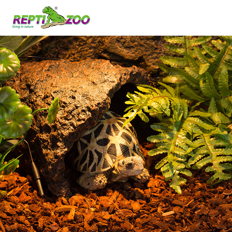 爬虫树皮垫材装饰造景陆龟变色龙雨林蜥蜴蛇宠物爬宠保湿森林地表,宠物/宠物食品及用品,造景/装饰,淘宝优惠券,粉丝福利购,淘宝优惠卷