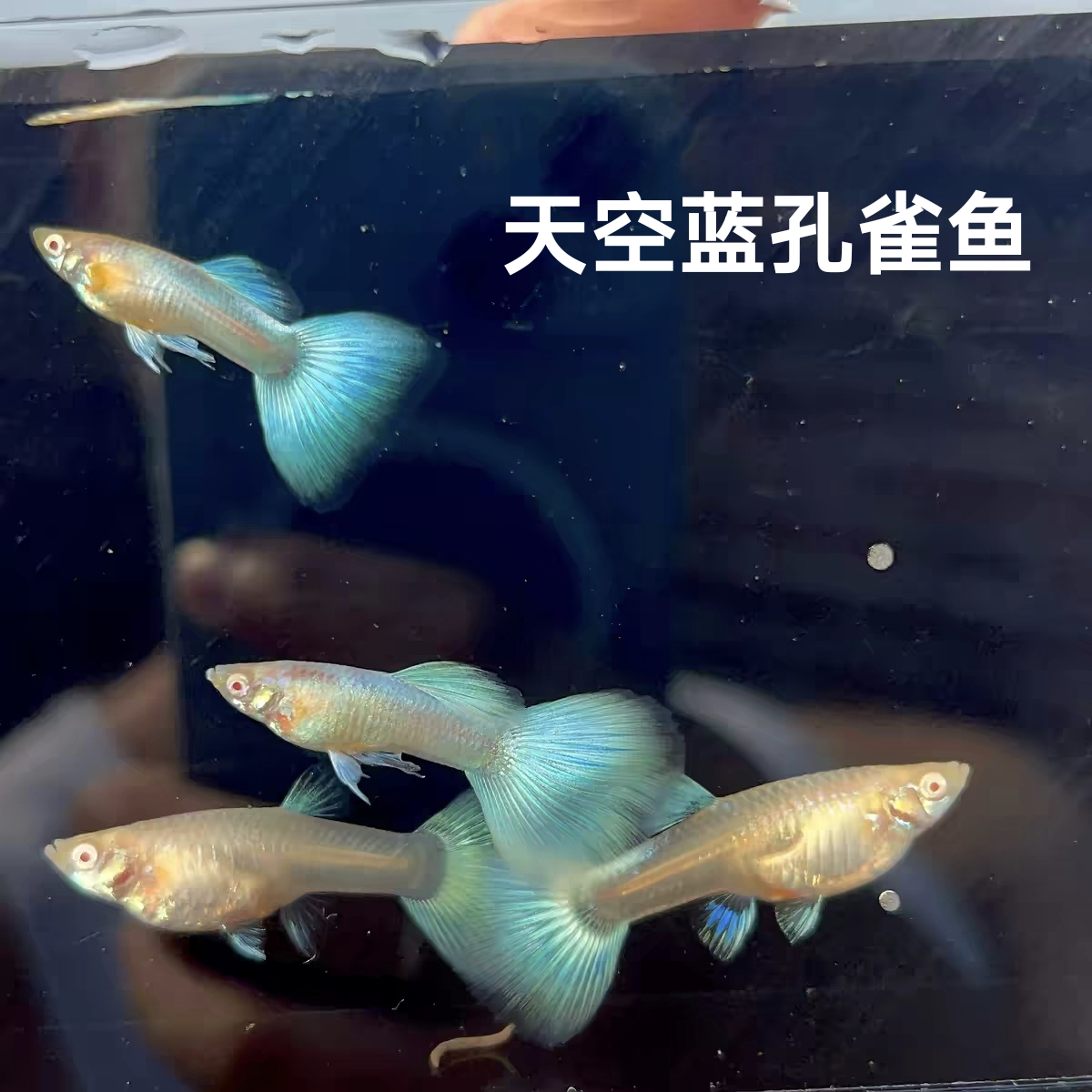 【19.9包邮2公2母】精品天空蓝孔雀鱼临产大肚怀孕胎生热带观赏鱼