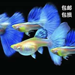 【19.9包邮2公2母】精品天空蓝孔雀鱼临产大肚怀孕胎生热带观赏鱼