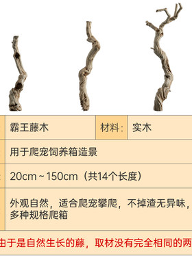 爬宠缸造景无菌树藤藤木藤条鬃狮蜥蜴蛇睫角守宫寄居蟹异宠箱饲养