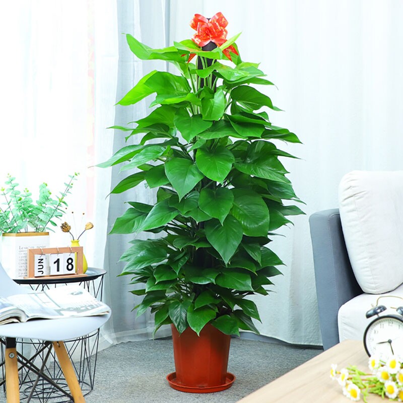 大叶绿萝柱盆栽室内大型植物绿箩客厅好养活绿植好养花卉绿萝柱大