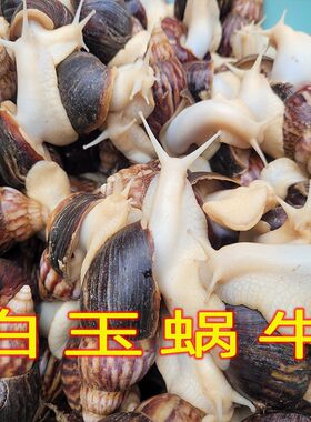 食用白玉蜗牛法式焗蜗牛餐饮酒店试菜养殖场直供蜗牛肉速度食用螺