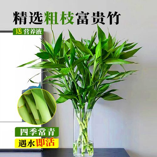 富贵竹水培植物转运竹子带根水养室内好养绿植盆栽观音竹四季常青