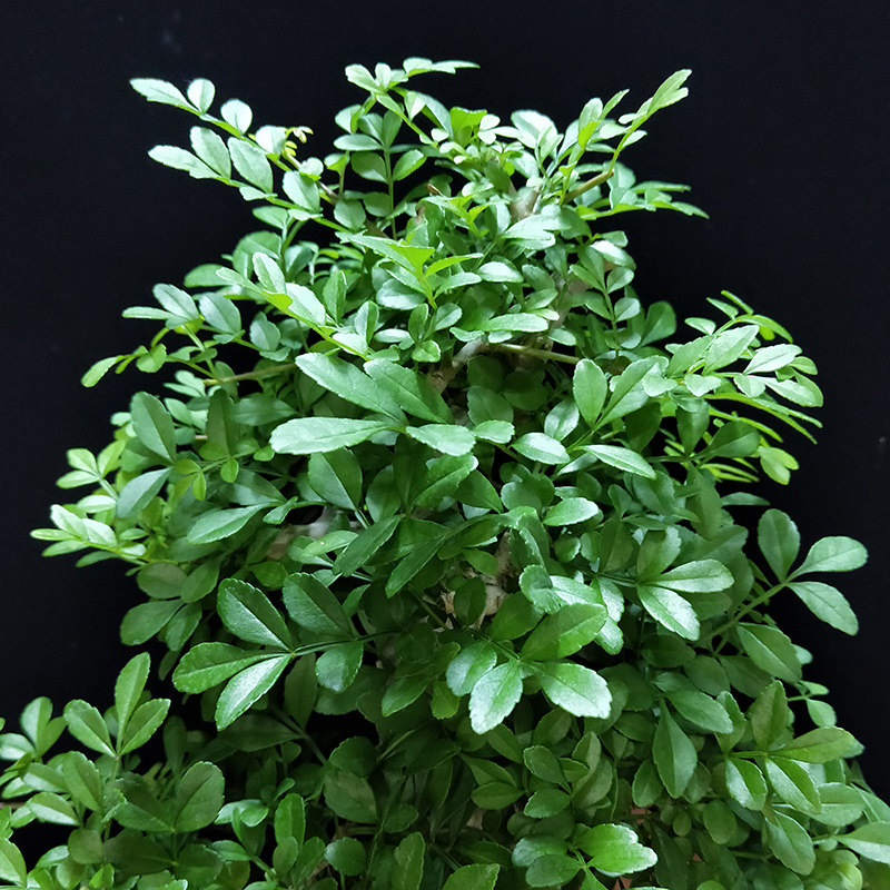 对节白蜡盆景 微型绿植盆栽 迷你白腊老根带盆 精品小品 造型树桩
