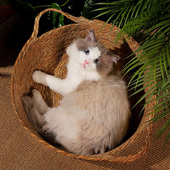 猫抓板猫窝一体多功能藤编四季 编织耐磨爪不掉屑猫咪玩具宠物用品