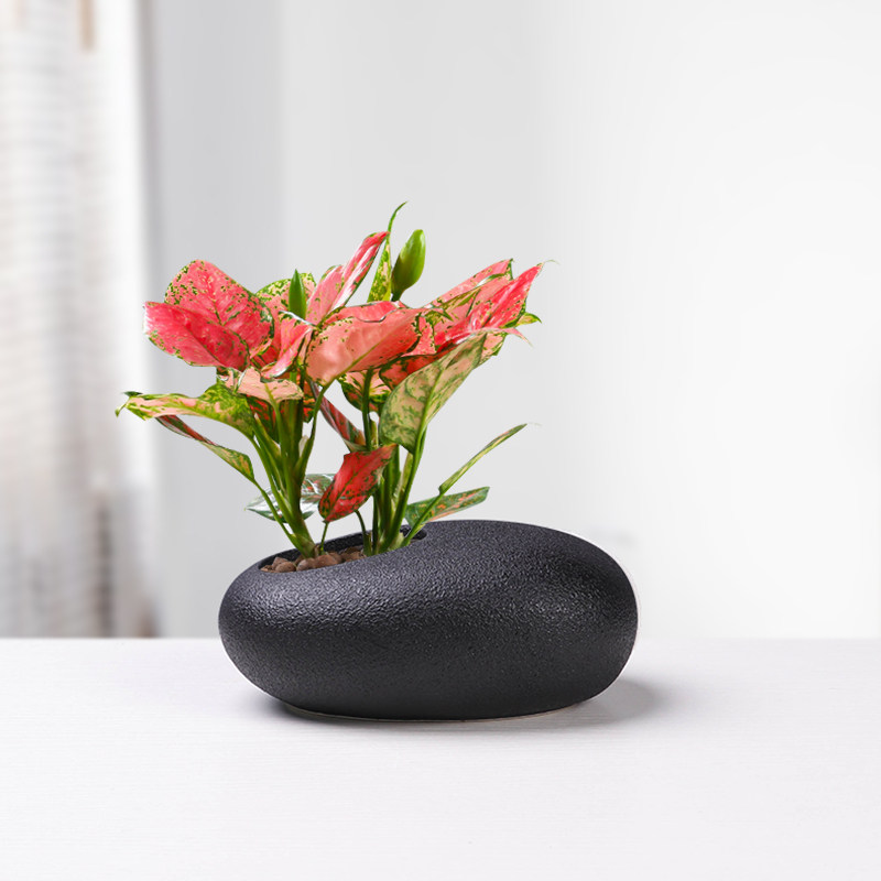 创意个性仿石头蛋形花盆大号室内铜钱草专用绿植盆栽桌面装饰家用,鲜花速递/花卉仿真/绿植园艺,花盆,淘宝优惠券,粉丝福利购,淘宝优惠卷