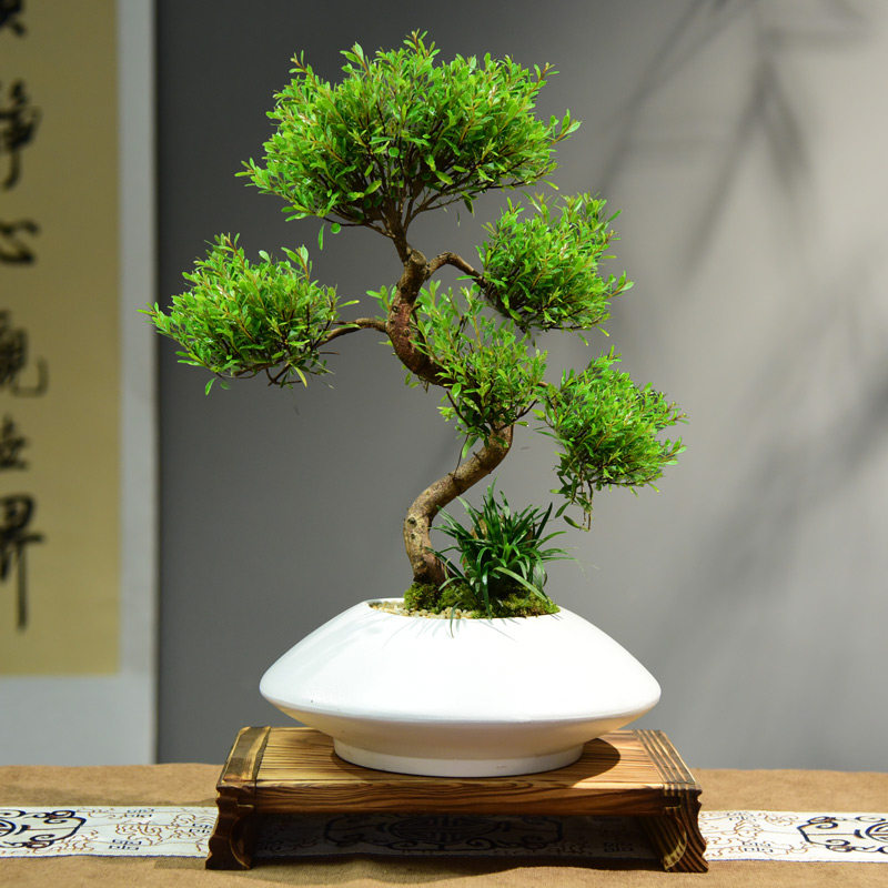 赤楠盆栽室内客厅桌面好养绿植盆景四季常青办公室装饰植物摆件