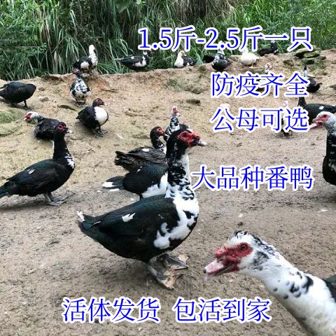 正宗1.5斤大种黑番鸭活苗纯种宠物鸭