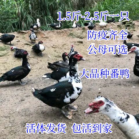 正宗1.5斤大种黑番鸭活苗纯种2斤红脸2.5斤鸳鸯鸭西洋鸭苗非洲雁