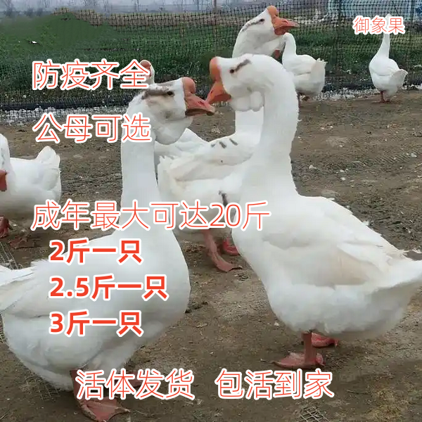 2斤活鹅五龙产蛋王2.5斤小鹅三花鹅3斤双黄蛋鹅狮头鹅四季鹅包邮
