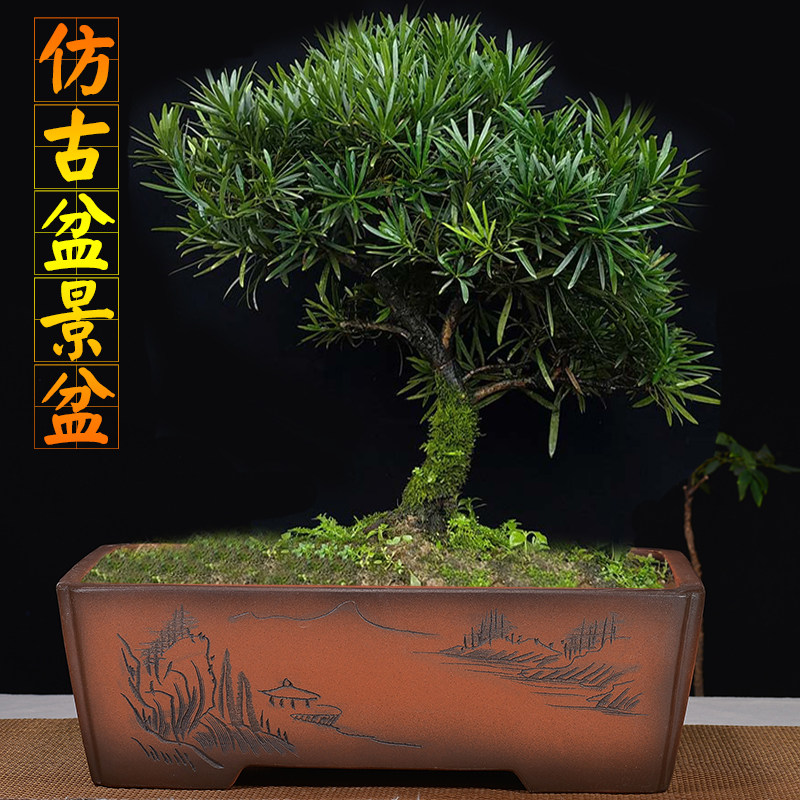 宜兴紫砂花盆精品特大号盆景盆长方盆大四方盆庭院花卉绿植种树盆