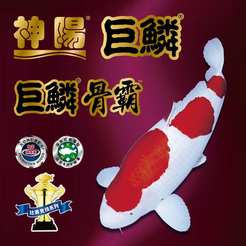 鱼食神阳巨鳞赛级锦鲤育成增体增色颗粒鱼粮易消化鱼10公斤饲料
