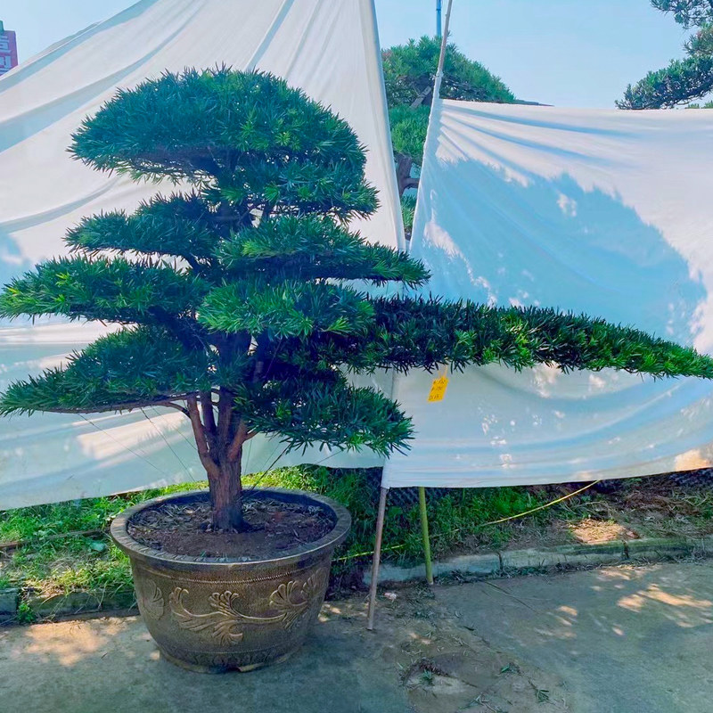 一对一选树 小叶雀舌罗汉松精品造型树别墅庭院家院地景盆景