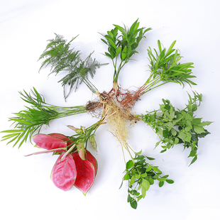 金钻盆栽绿植水养绿萝除甲醛植物发财树多肉虎皮兰文竹小盆景竹芋