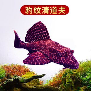 淡水垃圾鱼热带鱼清道夫鱼红眼女王大帆豹纹清洁工鱼缸清洁鱼异型