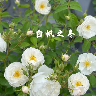 绿园美植丨白帆之冬白色藤本月季无刺强健抗病花量大庭院花园植物