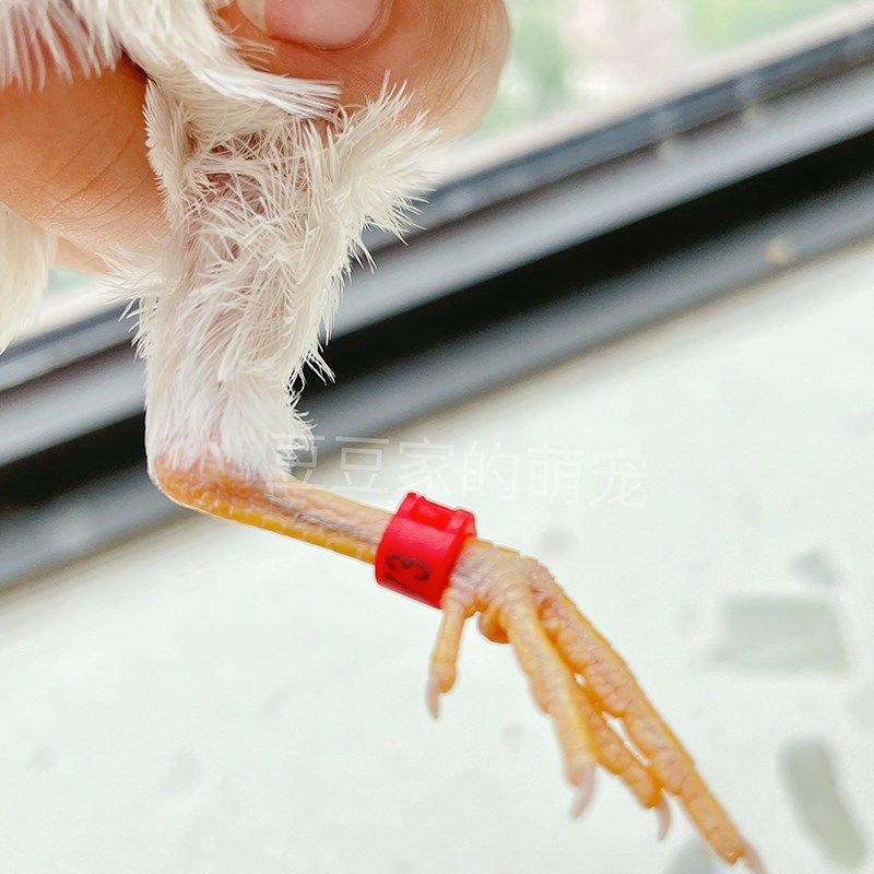 芦丁鸡专用脚环鸟数字开口环识别环足环塑料卡环记号环活扣不伤脚,宠物/宠物食品及用品,玩具/造景装饰,淘宝优惠券,粉丝福利购,淘宝优惠卷