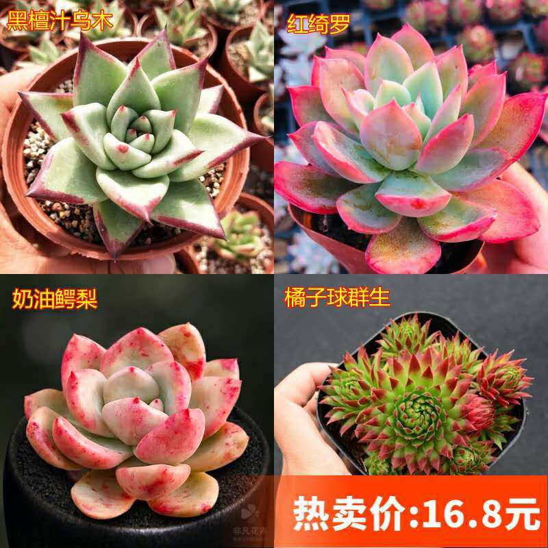 多肉植物组合 大颗玉露多肉植物客厅办公室桌面绿植 美观新款多肉,鲜花速递/花卉仿真/绿植园艺,多肉植物,淘宝优惠券,粉丝福利购,淘宝优惠卷