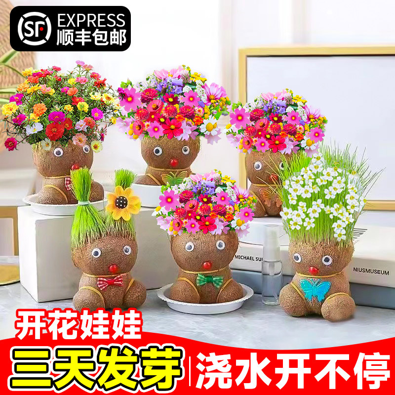 开花娃娃小盆栽室内桌面水培绿植物浇水开花儿童种植创意草头娃娃,鲜花速递/花卉仿真/绿植园艺,绿植,淘宝优惠券,粉丝福利购,淘宝优惠卷