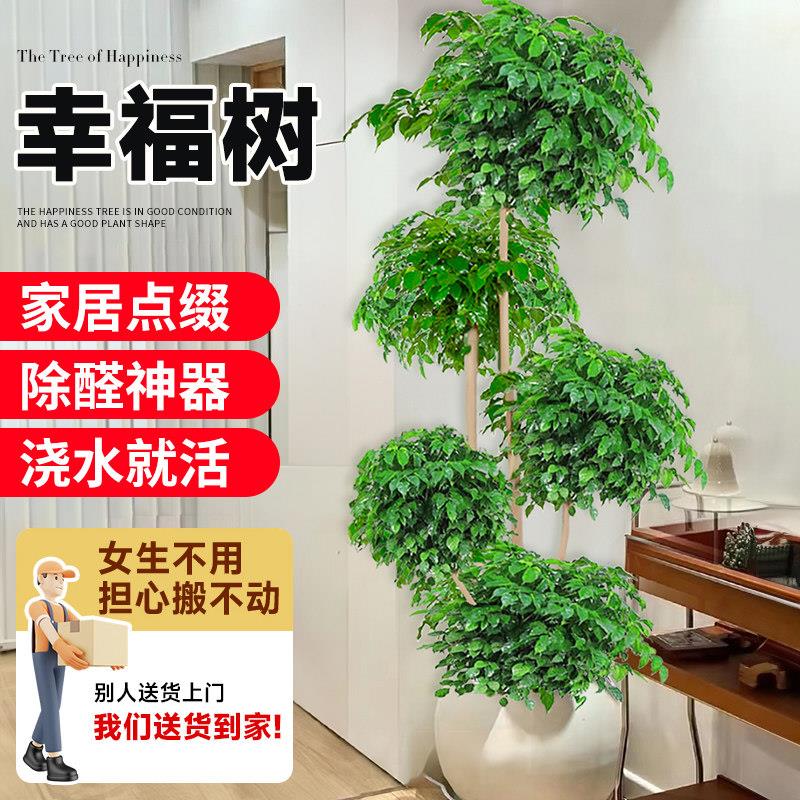幸福树客厅盆栽大型办公室四季常青盆景新家吸甲醛净化空气好植物
