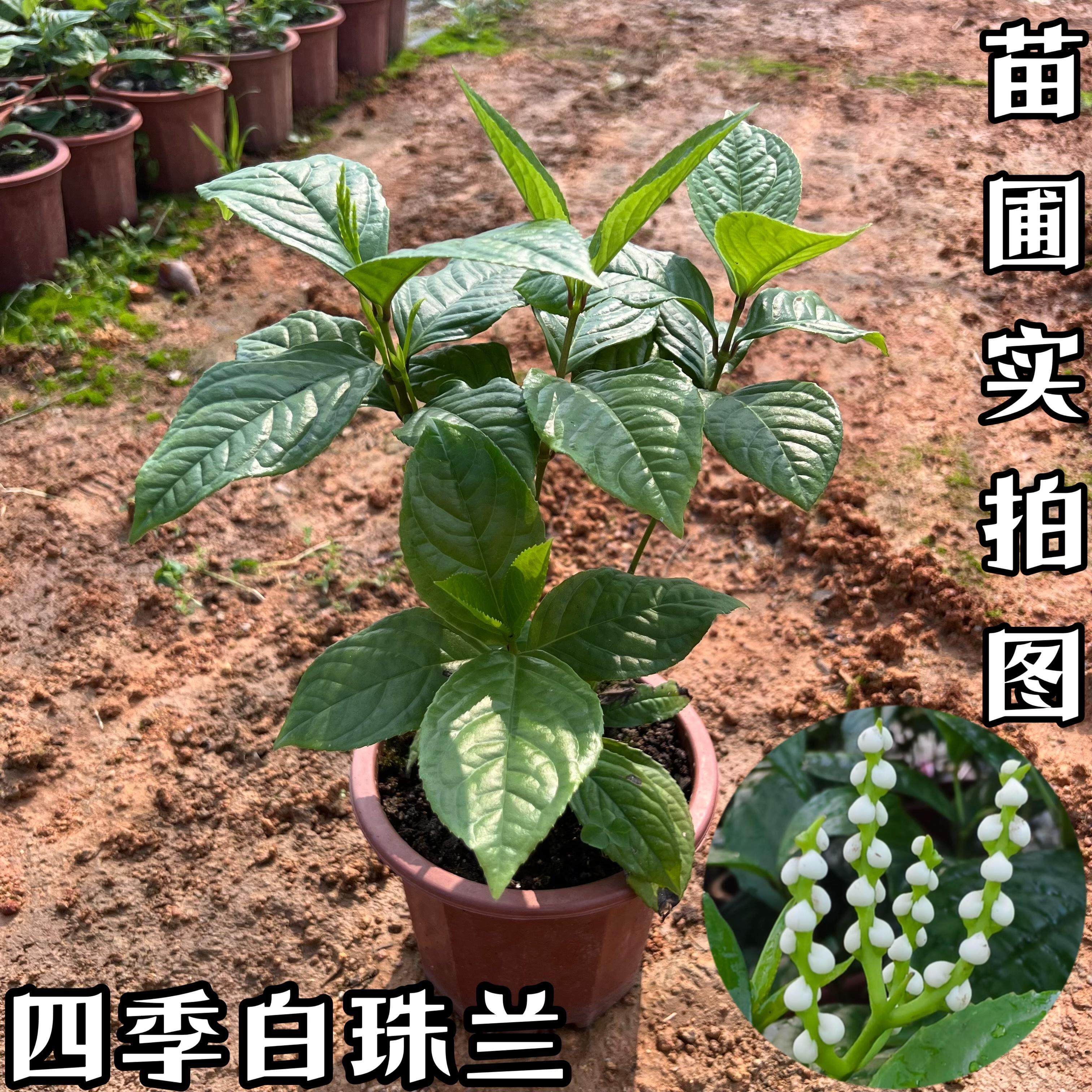 白珠兰花苗 珠兰盆栽 鱼子兰 金栗兰 鸡爪兰 珍珠兰