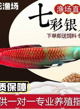 银龙鱼活鱼观赏鱼招财鱼热带鱼七彩银龙鱼七彩金龙鱼鱼苗风水招财