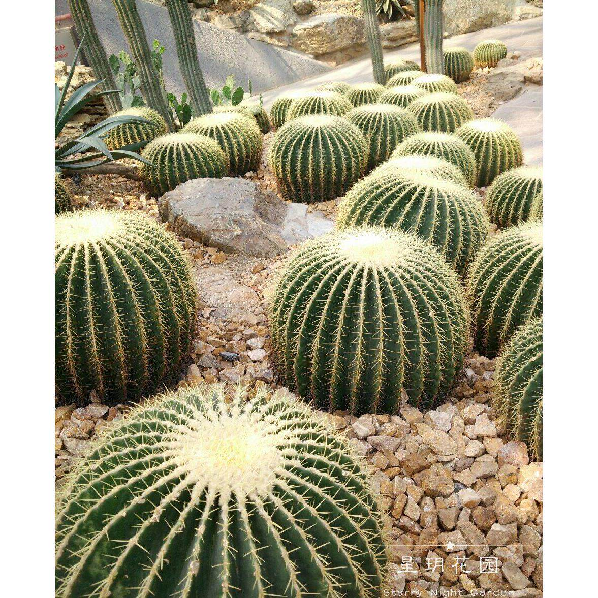 耐热仙人掌耐旱金虎仙人球大仙人球美国龙舌兰沙生植物花境造景