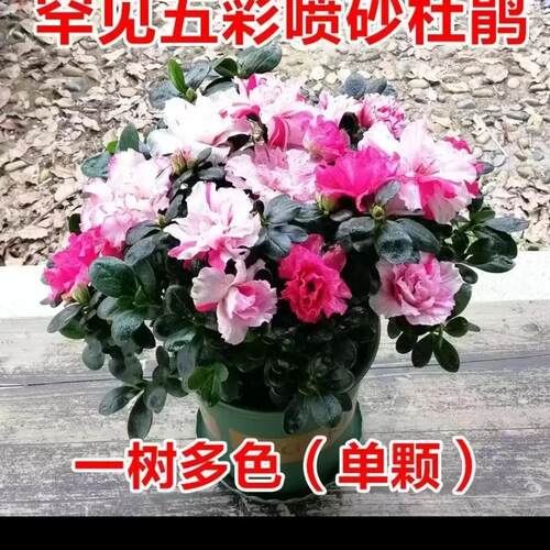 五宝喷砂杜鹃花盆栽带花苞好养易活观花植物室内室外花卉