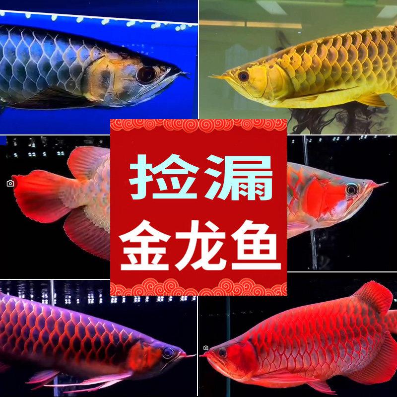 金龙鱼活鱼活体印尼练手小红龙苗高背金龙鱼活体热带观赏鱼幼鱼