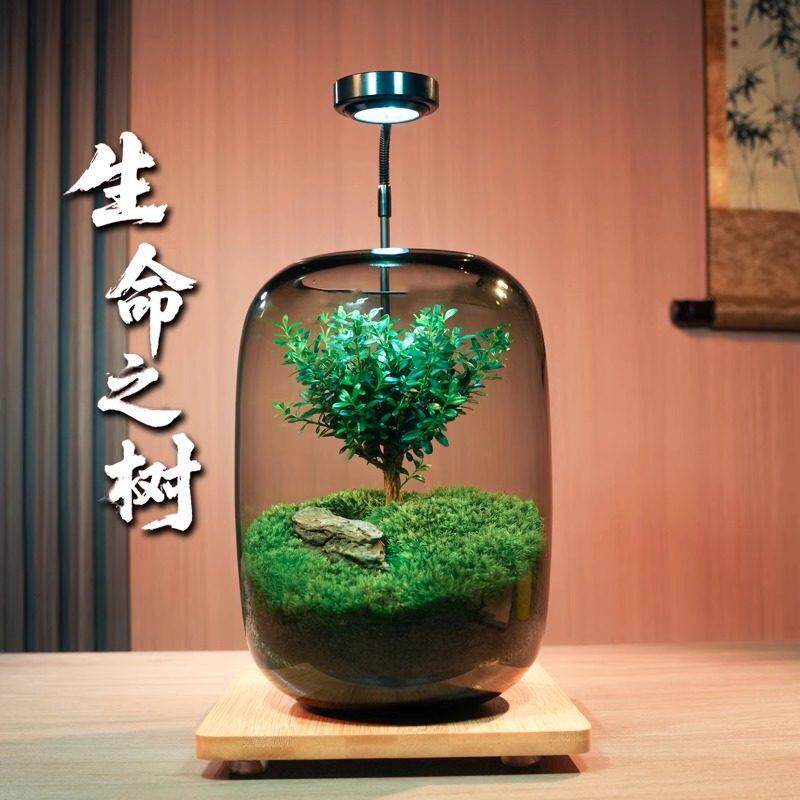 苔藓微景观生态瓶创意造景植物盆景办公室桌面盆栽养鱼缸送礼摆件