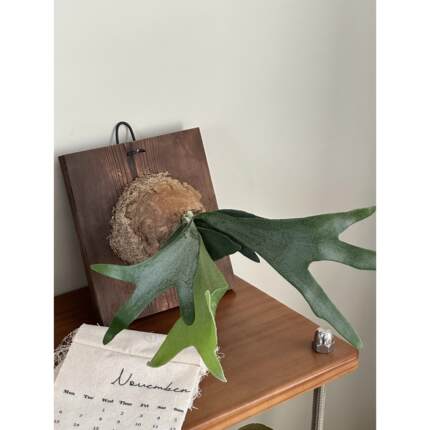 鹿角蕨室内悬挂懒人植物挂壁绿植苔藓蕨类懒人垂吊鹿角蕨观叶好养