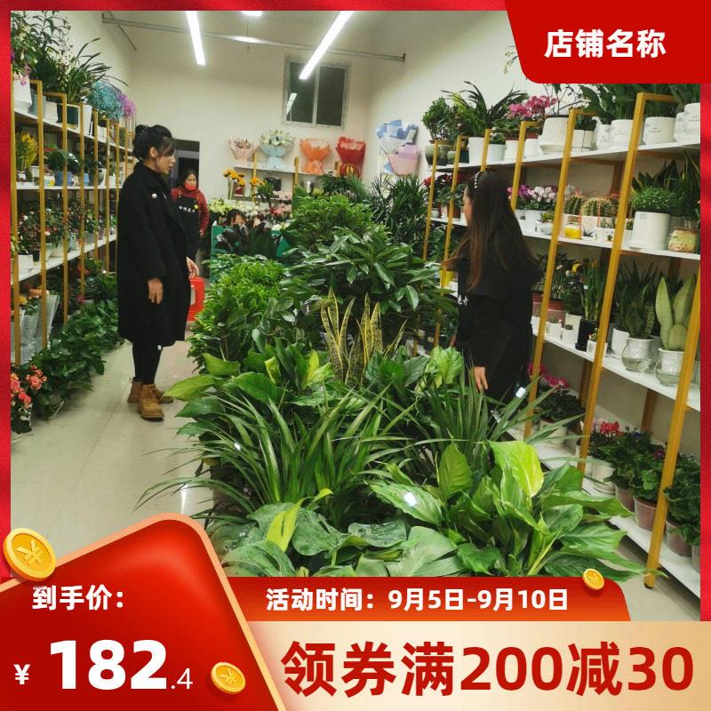 铁艺多层花架展示架 落地式绿萝花架 客厅阳台置物架 长型多层室