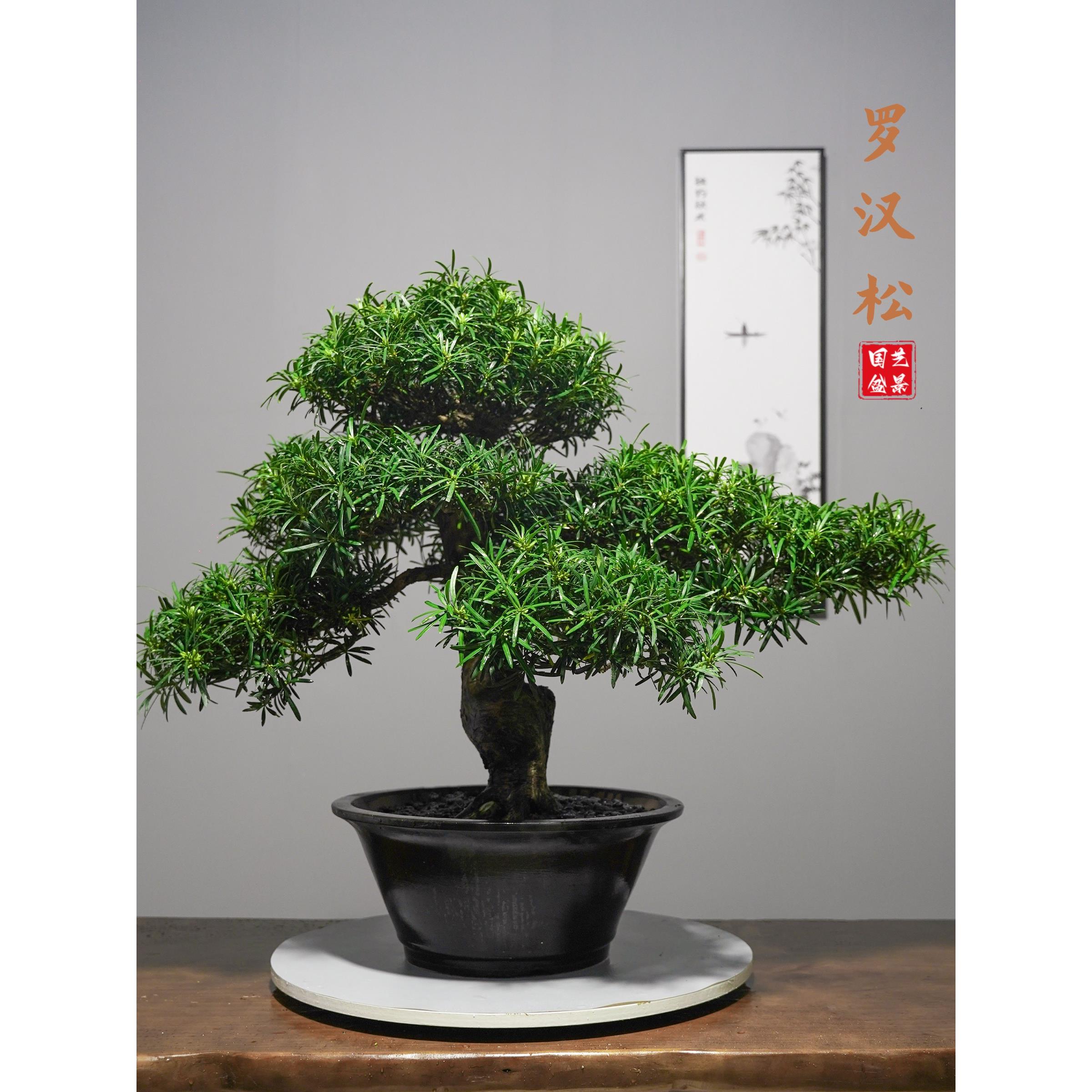 罗汉松盆景老桩名贵树造型米叶盆栽客厅别墅大门口小叶红芽树苗